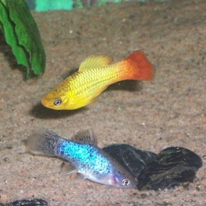 platy4.JPG