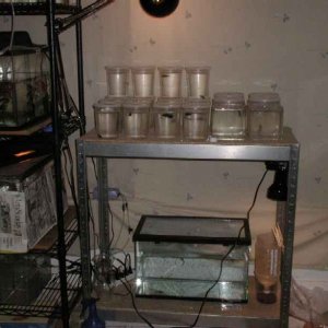 Fishroom2.jpg