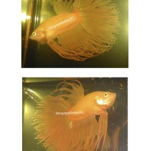 yellowfish.JPG