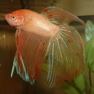 Betta.JPG