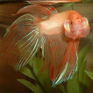 Betta2.JPG