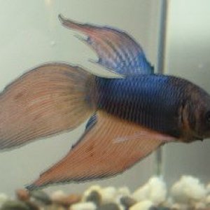 Betta3.JPG
