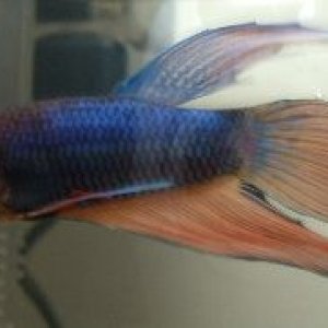 Betta5.JPG