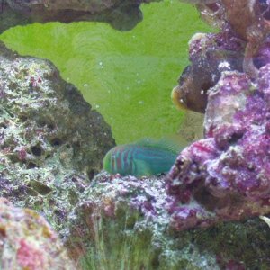 new_fish_003.jpg