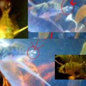 av_11615.jpg