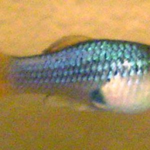 blue_platy.jpg