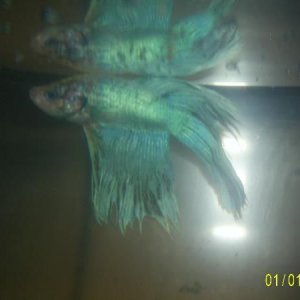 Betta.JPG