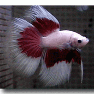 bETTA.gif