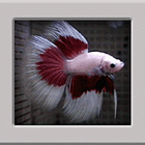 White_And_Red_Butterfly_Betta.gif