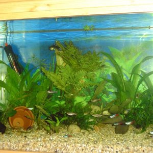 Tank22022005.JPG