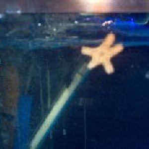 starfish.jpg