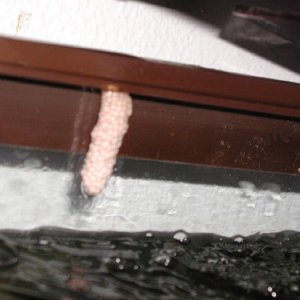 Apple_Snail_Clutch.JPG