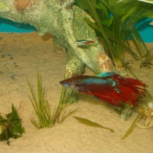 betta.jpg