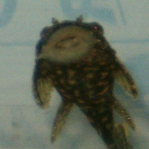 plec_1.jpg