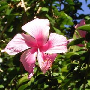 pinkhy.jpg