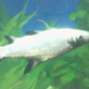 fish.jpg