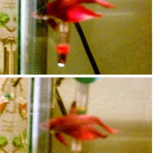 betta.JPG