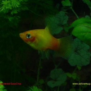 Sunset_Platy.jpg
