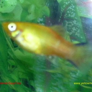 Twinbar_Sunset_Platy.jpg