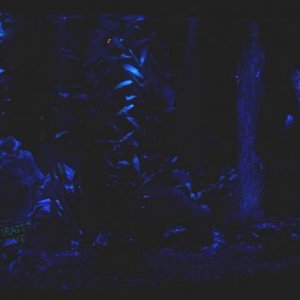 moonlight1a.JPG