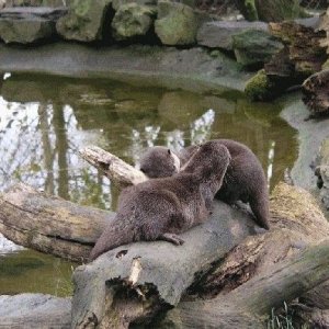 otters.jpg