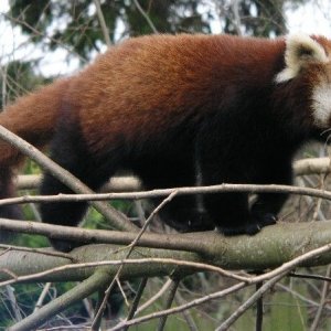 Red_Panda.JPG