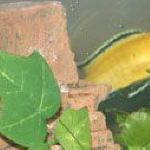 fish1.jpg
