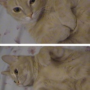 simba_bed.JPG