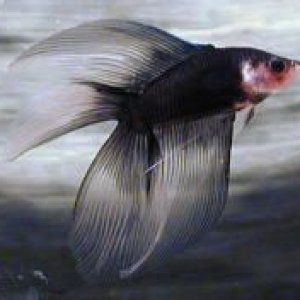 betta.jpg