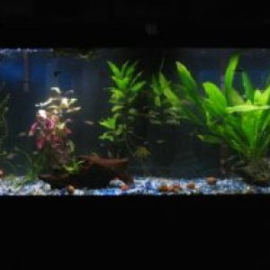 55_gallon_front__1_1_1_1_1_1_1.JPG