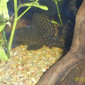 Plec_back.JPG