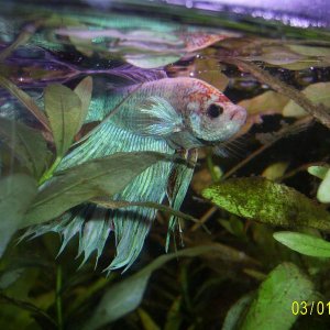 Betta.JPG