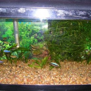 Fish_1.1.jpg