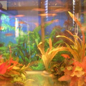 Fish_3.3.jpg