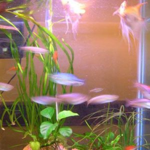 Fish_4.4.jpg