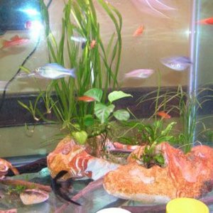 Fish_5.5.jpg