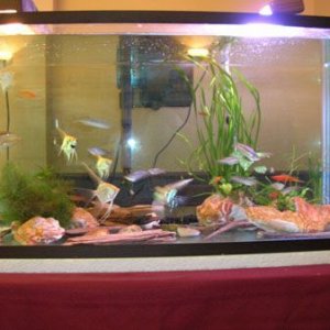 Fish_6.6.jpg