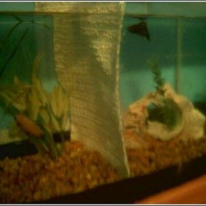 full_tank.jpg