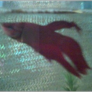 red_betta_new_tank.jpg