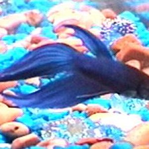 betta1.JPG