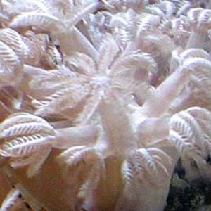 redseaxenia1.jpg
