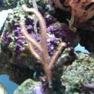 gorgonian.jpg