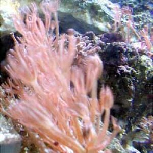 pulsexenia.jpg