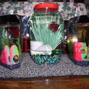 bettas.JPG