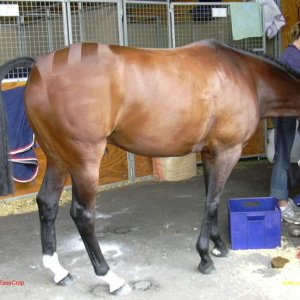 Horse.jpg