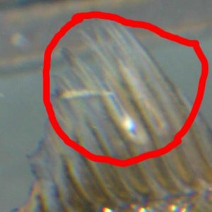 finrot4.jpg