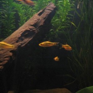 smallyellow.JPG