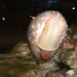 cowrie1.jpg