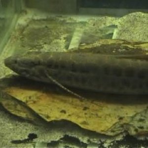 lungfish.jpg