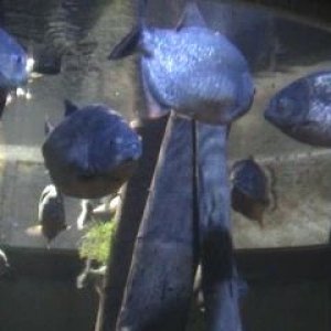 piranha1.jpg